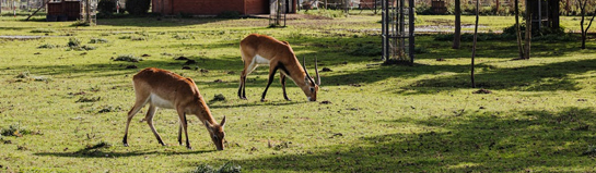Wildgehege Wehringhauser Bachtal Hagen NRW Wildtiere Natur Familie
