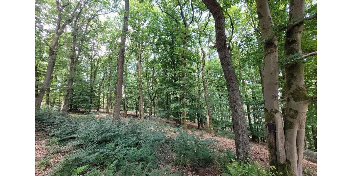 Doppelhaushälfte Herscheid - 249.000&euro; | Angebot:25953335